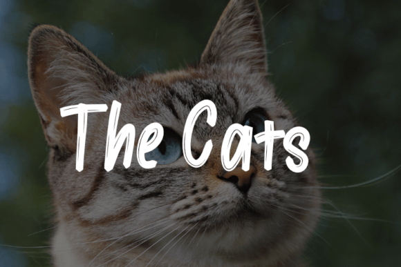 The Cats Font: A Marketer's Secret for Bold Campaigns
